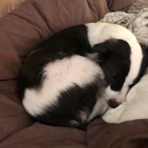 Is Poshmark paying for shipping anymore on high priced items???! Help